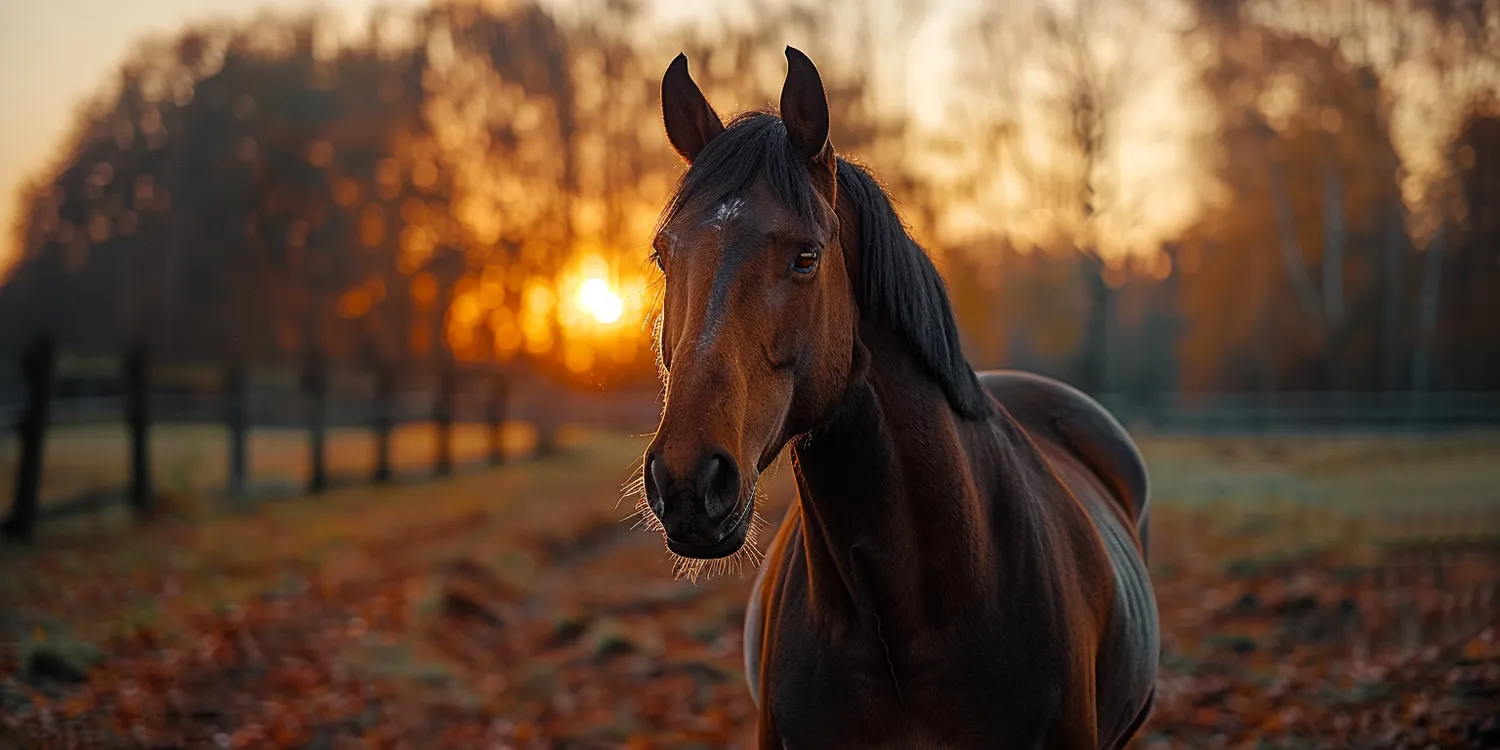 Krematorium dla zwierząt domowych - jak działają tego typu placówki?
